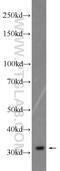 RNA Polymerase III Subunit G antibody, 24701-1-AP, Proteintech Group, Western Blot image 