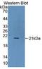 Ubiquitously Expressed Prefoldin Like Chaperone antibody, LS-C725761, Lifespan Biosciences, Western Blot image 