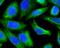 Prolyl 4-Hydroxylase Subunit Beta antibody, FNab09833, FineTest, Immunofluorescence image 
