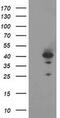 DNA repair protein RAD51 homolog 2 antibody, MA5-25683, Invitrogen Antibodies, Western Blot image 