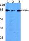 Phosphoinositide-3-Kinase Regulatory Subunit 6 antibody, A14338, Boster Biological Technology, Western Blot image 