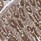 Zinc Finger Protein 839 antibody, NBP1-89903, Novus Biologicals, Immunohistochemistry paraffin image 