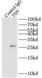 TSN antibody, FNab09048, FineTest, Immunoprecipitation image 