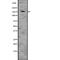 Neurofilament Medium antibody, abx217105, Abbexa, Western Blot image 