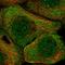 Integrator Complex Subunit 12 antibody, HPA035772, Atlas Antibodies, Immunofluorescence image 