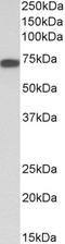 Kininogen 1 antibody, STJ73050, St John
