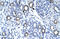 Transmembrane Protein 259 antibody, orb324516, Biorbyt, Immunohistochemistry paraffin image 