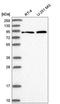 Rho Related BTB Domain Containing 1 antibody, HPA040205, Atlas Antibodies, Western Blot image 
