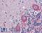 G Protein-Coupled Receptor 6 antibody, LS-B3988, Lifespan Biosciences, Immunohistochemistry frozen image 