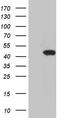 G Protein Subunit Alpha I1 antibody, LS-C796176, Lifespan Biosciences, Western Blot image 