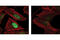HIF1-alpha antibody, 3434S, Cell Signaling Technology, Immunofluorescence image 