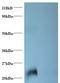 Lipocalin 2 antibody, LS-B10631, Lifespan Biosciences, Western Blot image 