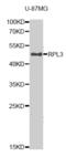 Ribosomal Protein L3 antibody, orb247717, Biorbyt, Western Blot image 