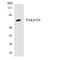 P21 (RAC1) Activated Kinase 4 antibody, LS-C200462, Lifespan Biosciences, Western Blot image 