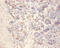 Islet Amyloid Polypeptide antibody, orb242939, Biorbyt, Immunohistochemistry paraffin image 