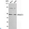 Protein Arginine Methyltransferase 1 antibody, LS-C813097, Lifespan Biosciences, Western Blot image 
