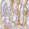 Alpha 2-HS Glycoprotein antibody, NBP1-90302, Novus Biologicals, Immunohistochemistry paraffin image 