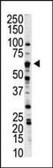 Nemo Like Kinase antibody, PA5-14479, Invitrogen Antibodies, Western Blot image 