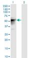 Transducin-like enhancer protein 6 antibody, H00079816-M01, Novus Biologicals, Western Blot image 