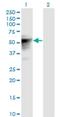 TLE Family Member 6, Subcortical Maternal Complex Member antibody, H00079816-M01, Novus Biologicals, Western Blot image 