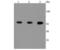 Protein Phosphatase 3 Catalytic Subunit Alpha antibody, A03026-2, Boster Biological Technology, Western Blot image 