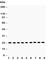 Suppressor of cytokine signaling 2 antibody, R30454, NSJ Bioreagents, Western Blot image 