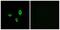 Olfactory Receptor Family 10 Subfamily G Member 7 antibody, PA5-39771, Invitrogen Antibodies, Immunofluorescence image 