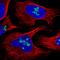 DEAD-Box Helicase 56 antibody, HPA036593, Atlas Antibodies, Immunofluorescence image 