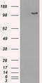 BUB1 Mitotic Checkpoint Serine/Threonine Kinase B antibody, CF500541, Origene, Western Blot image 