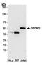 Gasdermin D antibody, A305-736A-M, Bethyl Labs, Western Blot image 