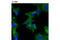 Plasminogen Activator, Urokinase Receptor antibody, 12713S, Cell Signaling Technology, Immunofluorescence image 