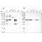 IKBKB Interacting Protein antibody, PA5-58491, Invitrogen Antibodies, Western Blot image 