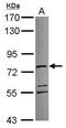 ATPase Family AAA Domain Containing 3A antibody, PA5-30671, Invitrogen Antibodies, Western Blot image 