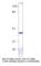 Inhibin Subunit Alpha antibody, INBN-101AP, FabGennix, Western Blot image 