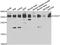 O-Sialoglycoprotein Endopeptidase antibody, A7473, ABclonal Technology, Western Blot image 