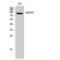 Zinc Finger Protein 287 antibody, LS-C386728, Lifespan Biosciences, Western Blot image 