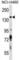 Diaphanous Related Formin 3 antibody, abx028919, Abbexa, Western Blot image 