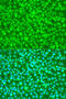 NEDD4 Binding Protein 1 antibody, 23-608, ProSci, Immunofluorescence image 