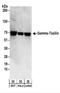 Taxilin Gamma antibody, NBP2-22329, Novus Biologicals, Western Blot image 