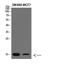 Replication Protein A3 antibody, A04696, Boster Biological Technology, Western Blot image 
