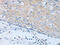Cholinergic Receptor Nicotinic Alpha 7 Subunit antibody, CSB-PA969473, Cusabio, Immunohistochemistry frozen image 