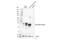 Elastase, Neutrophil Expressed antibody, 44030S, Cell Signaling Technology, Western Blot image 