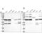 Pyruvate Dehydrogenase Complex Component X antibody, NBP1-84080, Novus Biologicals, Western Blot image 