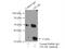 CASP8 And FADD Like Apoptosis Regulator antibody, 10394-1-AP, Proteintech Group, Immunoprecipitation image 