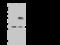 FR-beta antibody, 11219-T56, Sino Biological, Western Blot image 