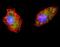 Autophagy Related 4D Cysteine Peptidase antibody, LS-C156602, Lifespan Biosciences, Immunofluorescence image 