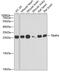 TIMP Metallopeptidase Inhibitor 4 antibody, 22-204, ProSci, Western Blot image 