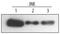 Mitogen-Activated Protein Kinase 8 antibody, MAB1387, R&D Systems, Western Blot image 