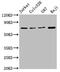 Heat Shock Protein Family A (Hsp70) Member 8 antibody, CSB-RA010829A0HU, Cusabio, Western Blot image 