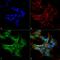 Beclin 2 antibody, PA5-77774, Invitrogen Antibodies, Immunofluorescence image 